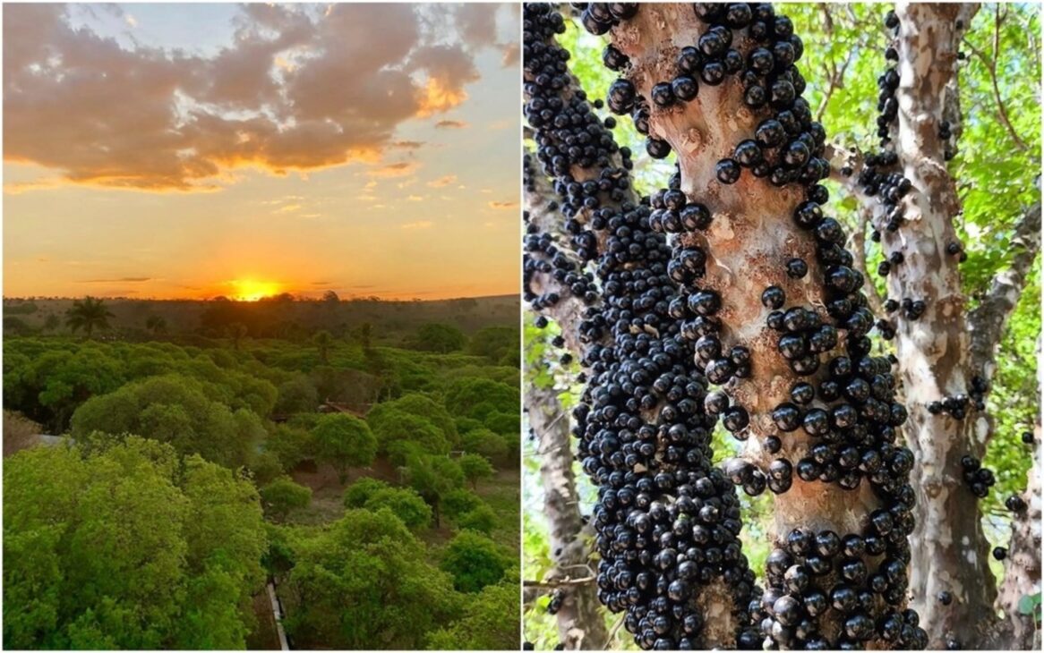 Hidrolândia, Jabuticabas
