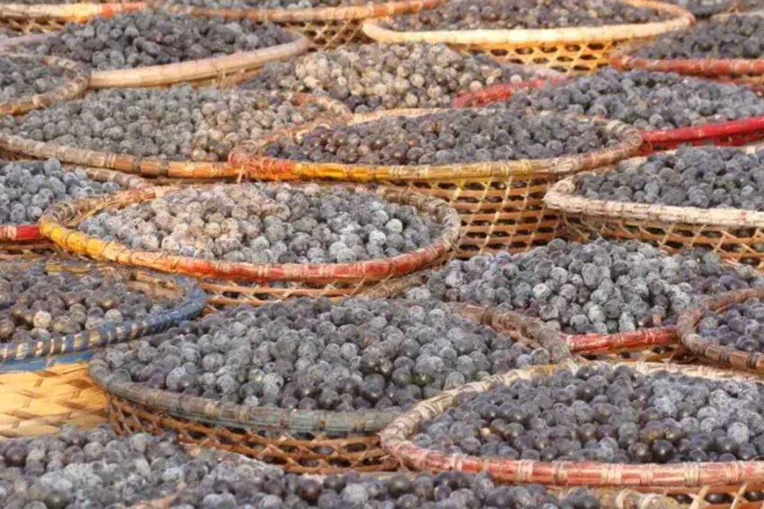 La mayor granja de açaí del mundo utiliza tecnología en la Amazonía para transformar el açaí en puré y productos premium, garantizando calidad, trazabilidad y suministro global todo el año.