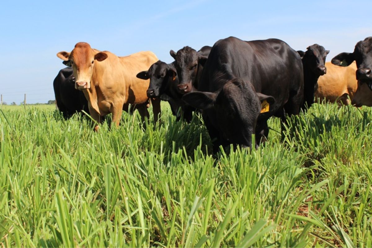 A pecuária sustentável voltou ao centro das discussões climáticas durante a COP30, realizada no último dia 16 de novembro, com o anúncio da certificação Carne Baixo Carbono (CBC)