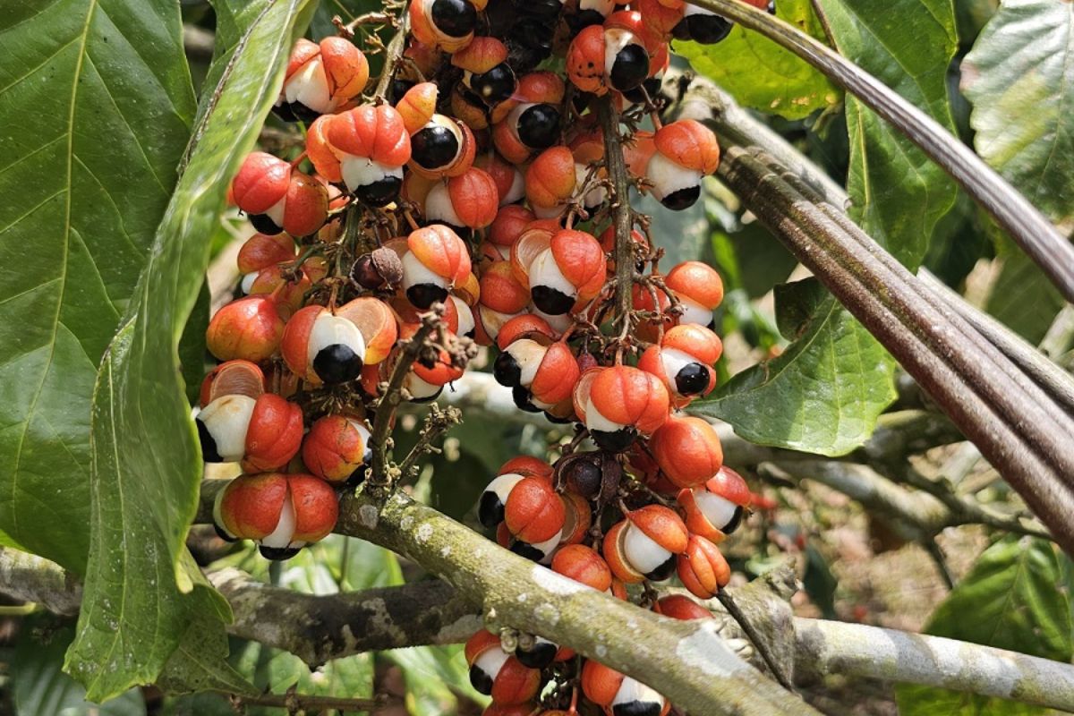 A produção de guaraná no Amazonas está em um cenário que chama atenção de produtores, pesquisadores e empresas do setor, em 2025