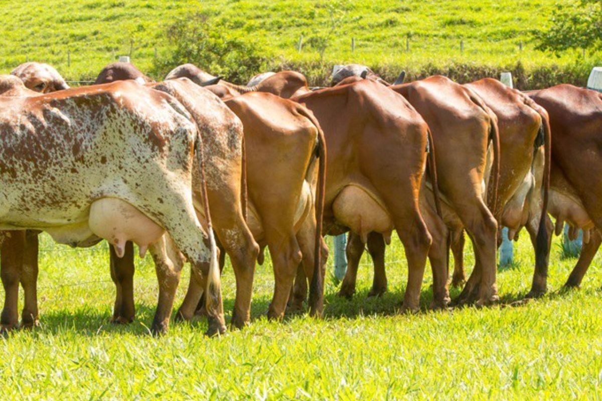 A produção leiteira no Brasil é uma das bases da agricultura familiar, movimentando milhares de pequenos produtores em todas as regiões do país