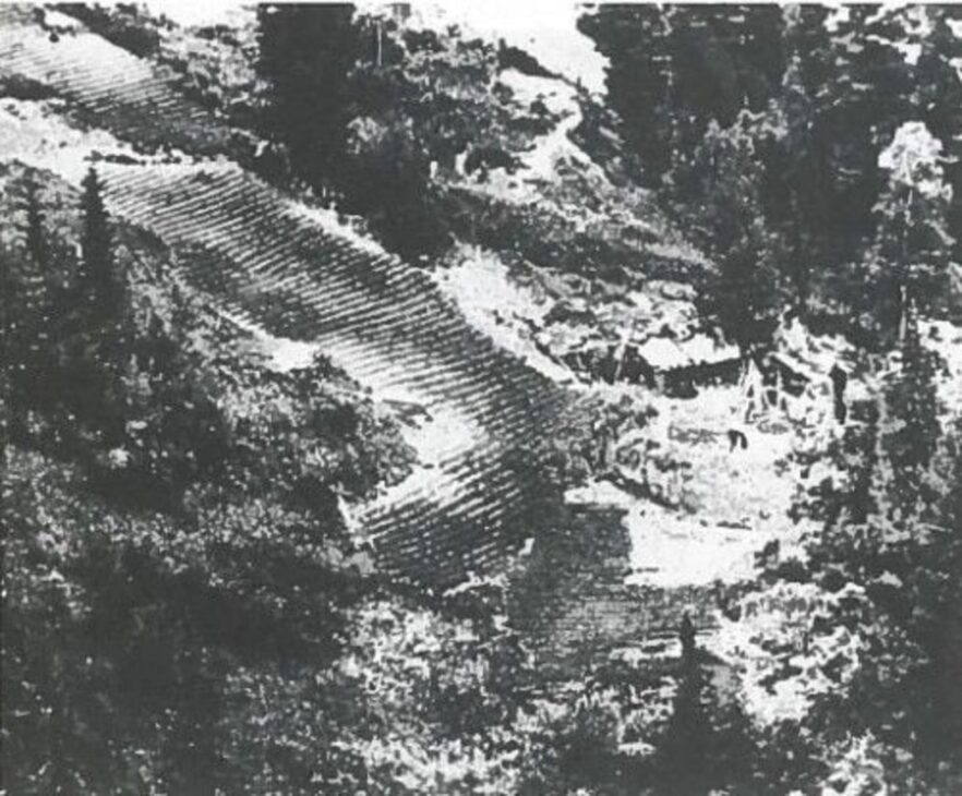 Bosque, Siberia, Familia