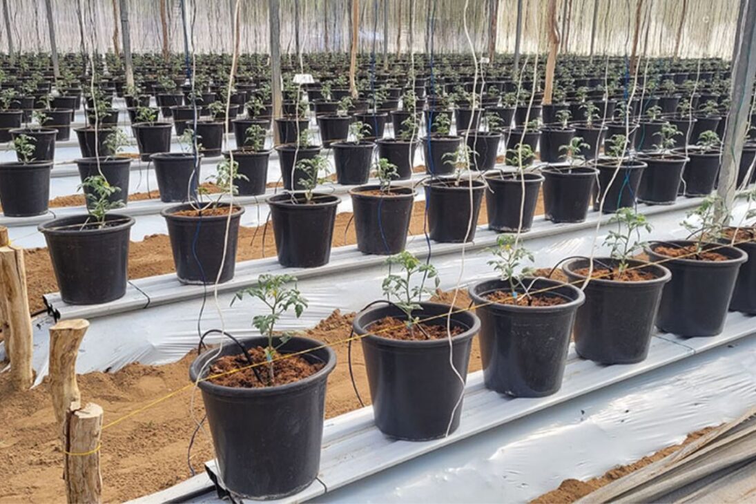 La introducción de procesos que controlan la salinidad de la solución nutritiva tiene relación directa con el rendimiento de las plantas en cultivo en sustrato