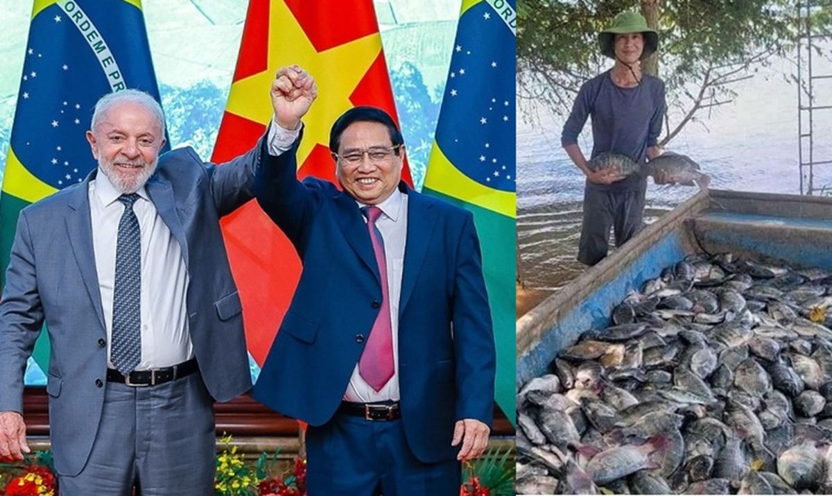Governo libera importação de tilápia do Vietnã e classifica espécie como invasora, gerando críticas e temor de prejuízos à piscicultura brasileira