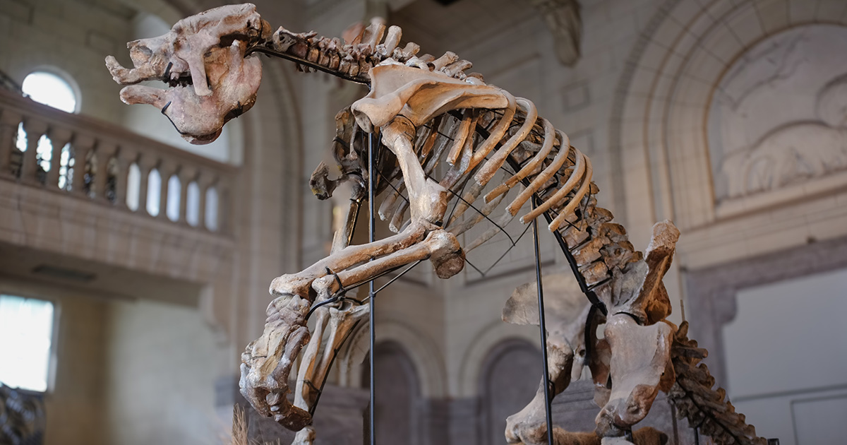 Con hasta 6 metros de longitud, más de 3 toneladas y fuerza suficiente para derribar árboles, el Megatherium entró a la historia como el mayor perezoso terrestre que jamás existió