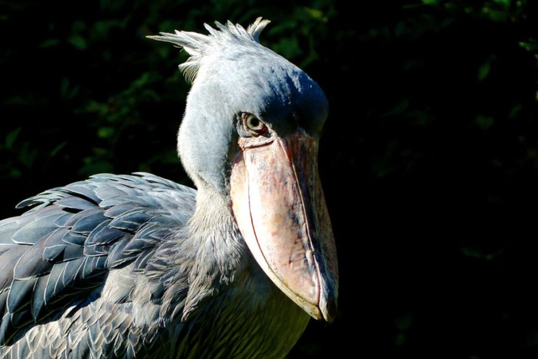 El ave prehistórica que parece dinosaurio, la cigüeña-bico-de-sapato, vive en pantanos en África, caza peces y cocodrilos jóvenes y fascina a los amantes de la naturaleza por su apariencia única