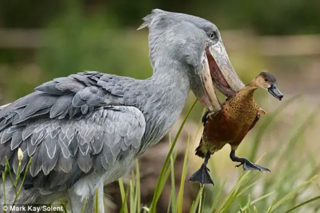 El ave prehistórica que parece dinosaurio, la cigüeña-bico-de-sapato, vive en pantanos en África, caza peces y cocodrilos jóvenes y fascina a los amantes de la naturaleza por su apariencia única