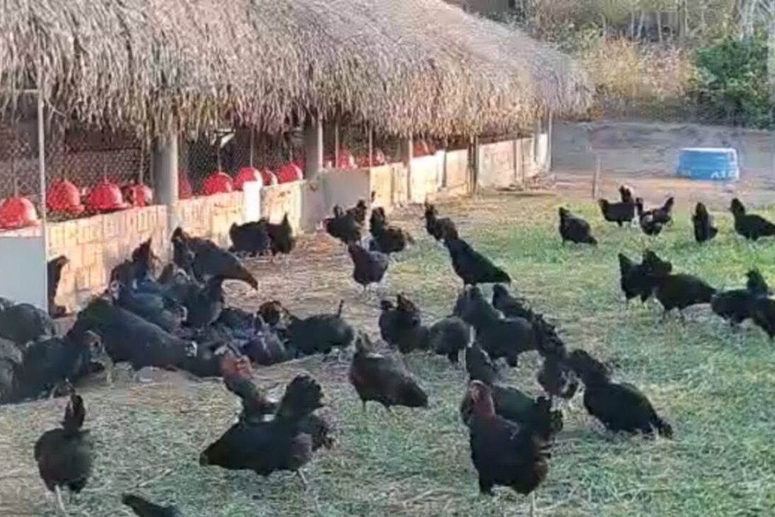 La creación de gallina negra abastece nichos gourmets con carne negra y carne diferenciada de gallina negra, tratada como superalimento rico en proteína y bajo en grasa.