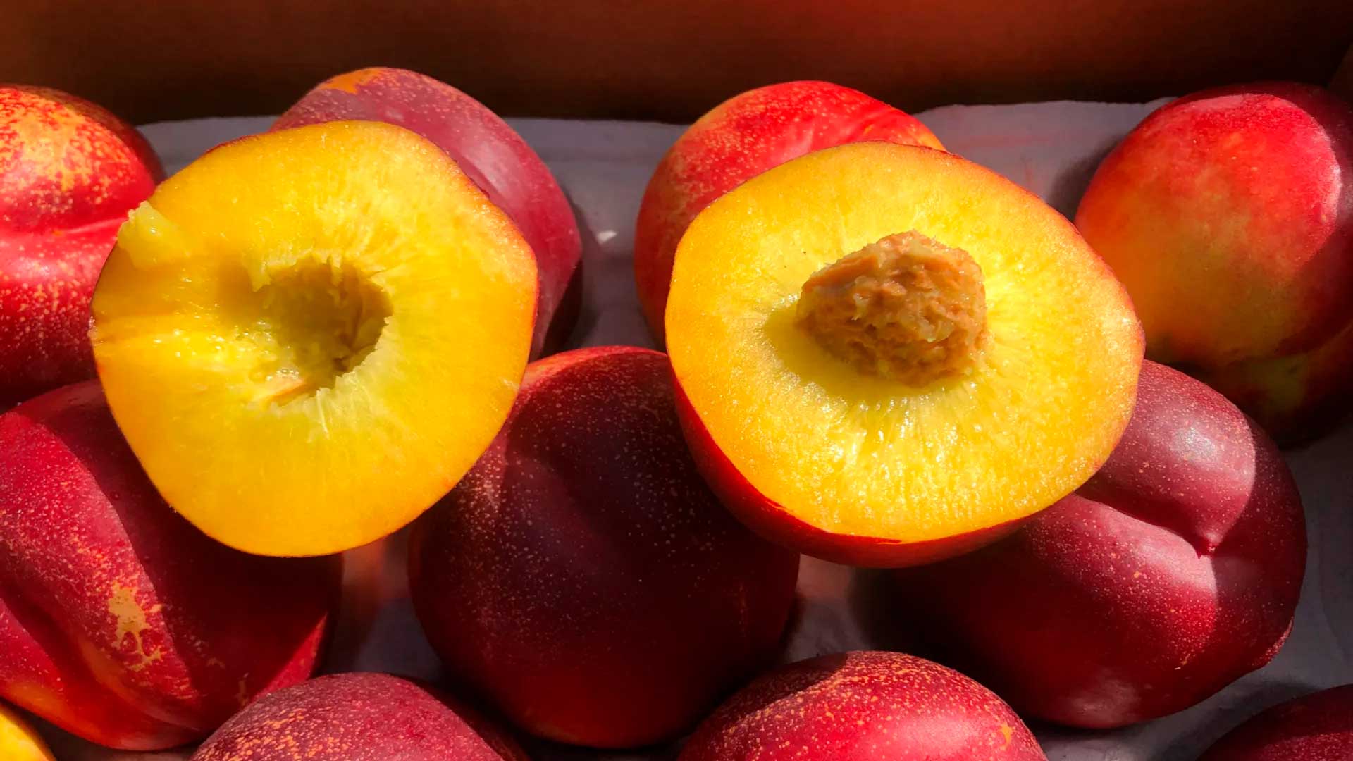 Agricultor é flagrado com 5 mil árvores de fruta patenteada e levar multa de R$ 1,8 milhão, 288 mil euros, após investigação com teste de DNA na Espanha