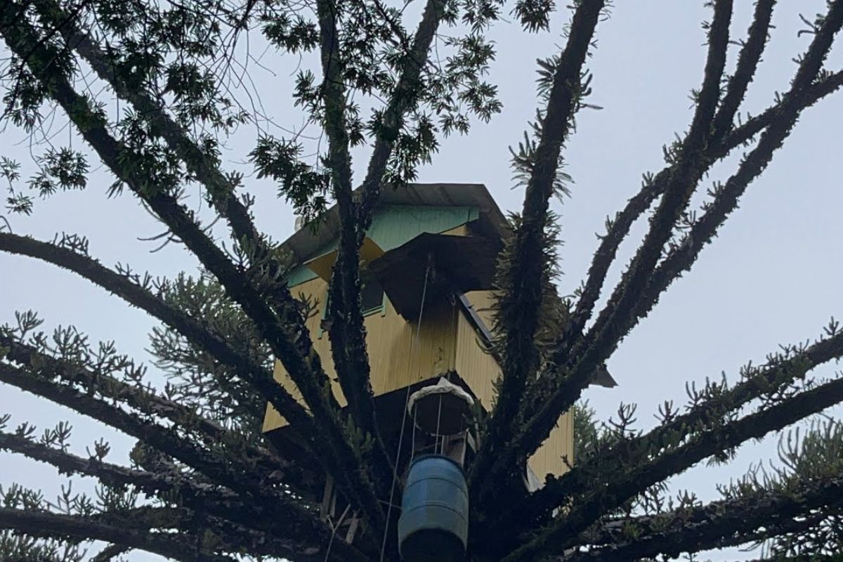 Em Flores da Cunha, Seu Luiz construiu sozinho no sítio um teleférico e uma casa na árvore no pinheiro; veja alturas citadas, limite anunciado e o que o vídeo registra em 4 de maio de 2023.