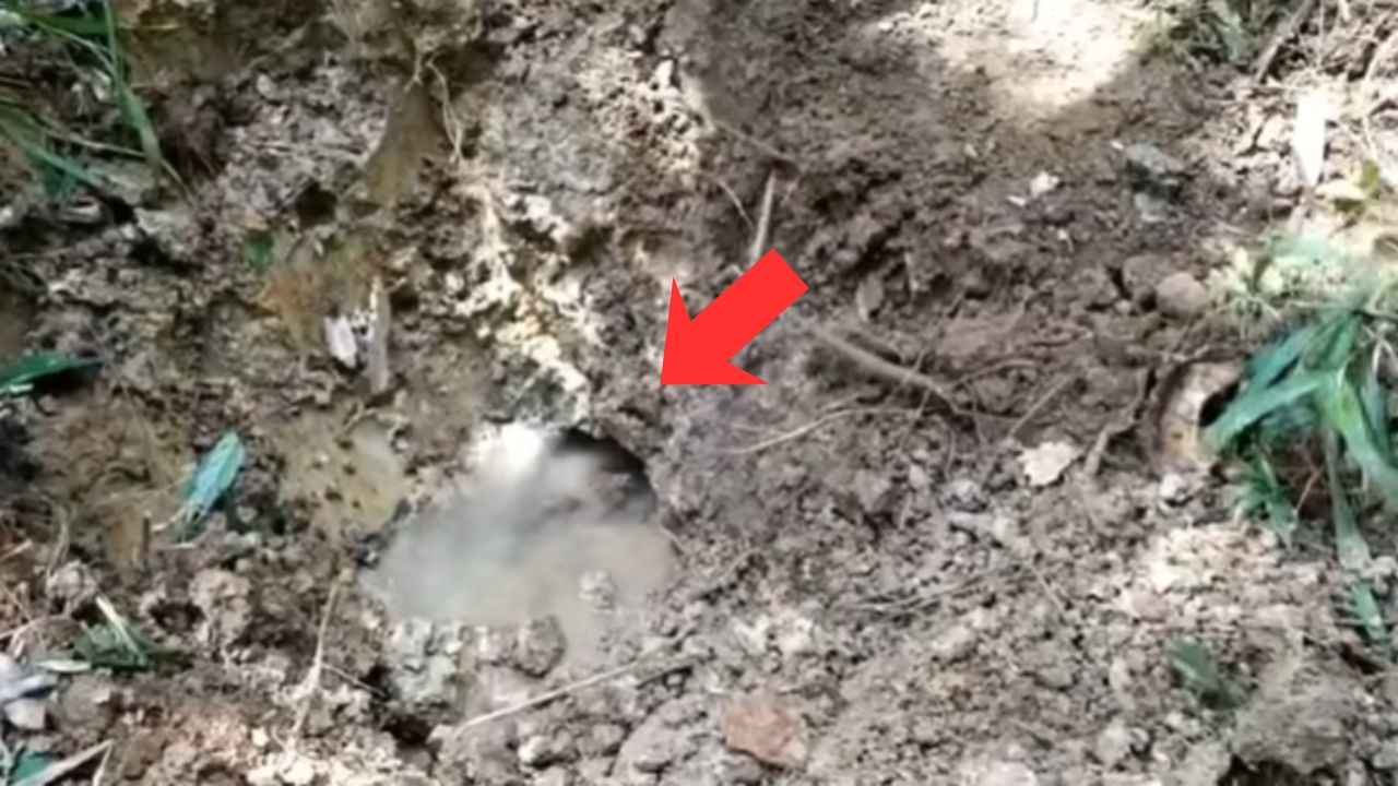 Após 50 anos, homem encontra olho d’água raro e abundante no meio da mata, água jorra direto da fonte, emociona, vira riqueza no rancho e impressiona pela força natural bruta