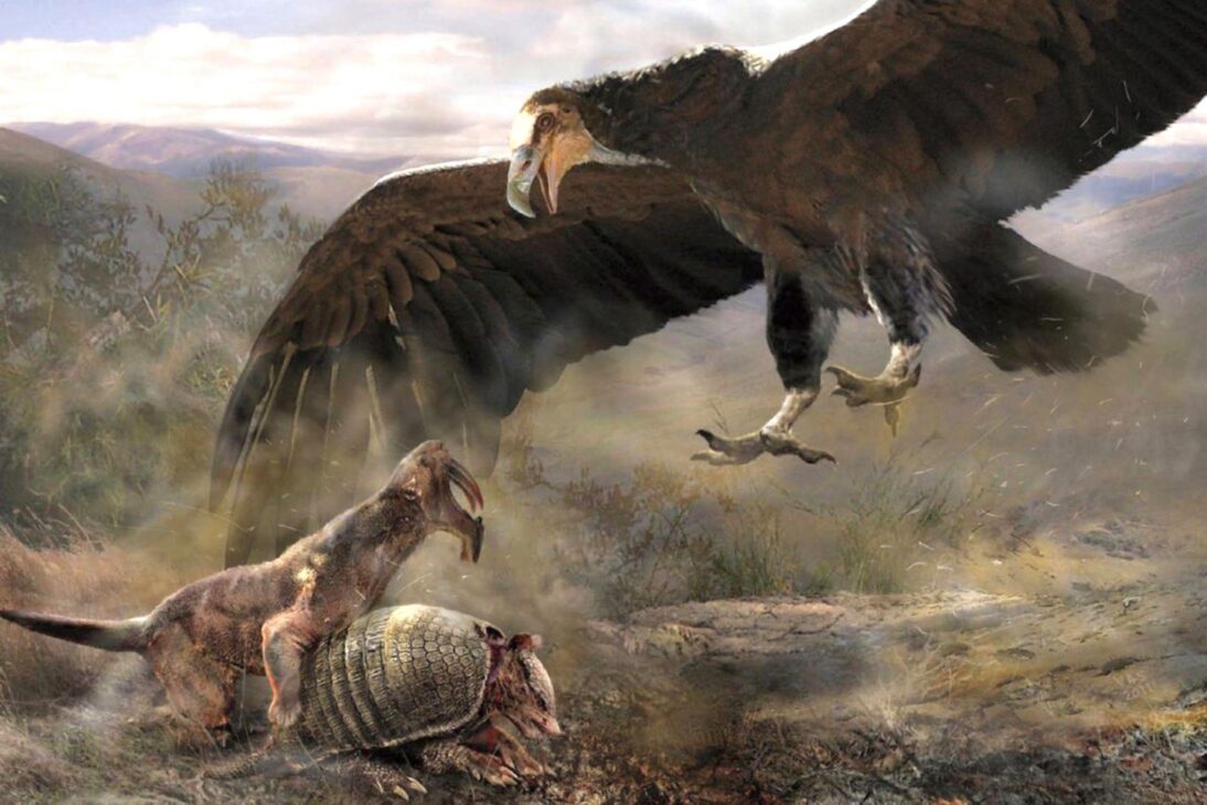 Con Casi 8 Metros de Envergadura, Peso Comparable al de un Adulto Humano y Alas Más Grandes que las de un Avión Ligero, el Argentavis Magnificens Entró para la Historia Como la Mayor Ave Voladora Que Ha Existido en el Mundo
