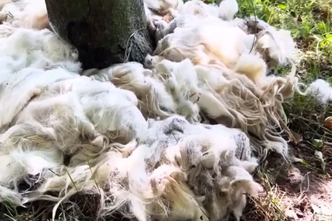 En Australia, pellets de lana recuperan suelos, reducen pérdidas y ayudan a combatir la erosión en granjas que intentan salvar sus suelos agrícolas.