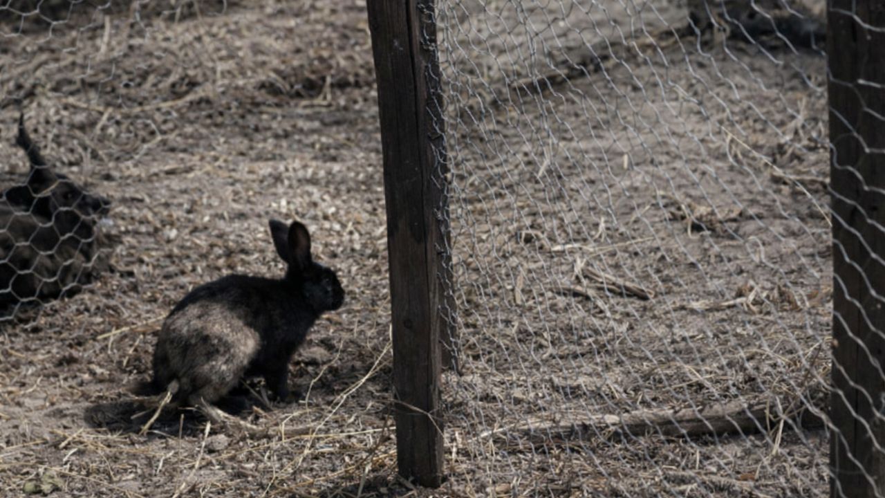 Australia Levanta Cercas Para Proteger Plagas Para Salvar Ovejas y Cultivos, Protege Animales Nativos y Hace de la Conservación Rentable Un Nuevo Negocio Rural.