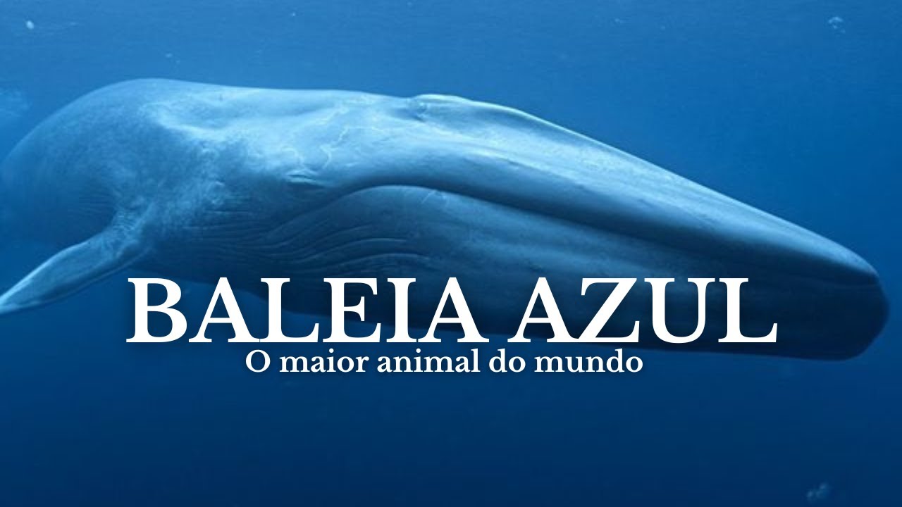 Com até 30 metros de comprimento e peso que pode chegar a 150 toneladas, a baleia-azul entrou para a história como o maior animal já registrado na Terra