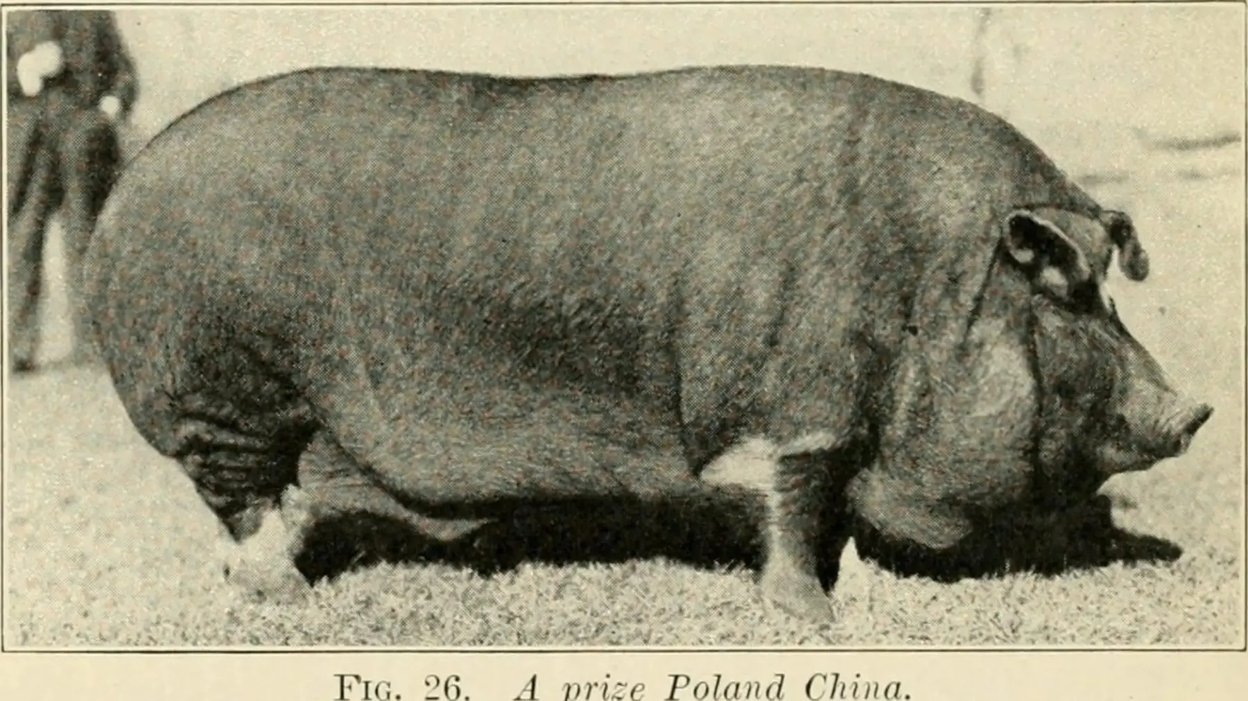 Com mais de 1,1 tonelada, quase 3 metros de comprimento e tamanho comparável ao de um carro, Big Bill entrou para a história como o maior porco já registrado no mundo