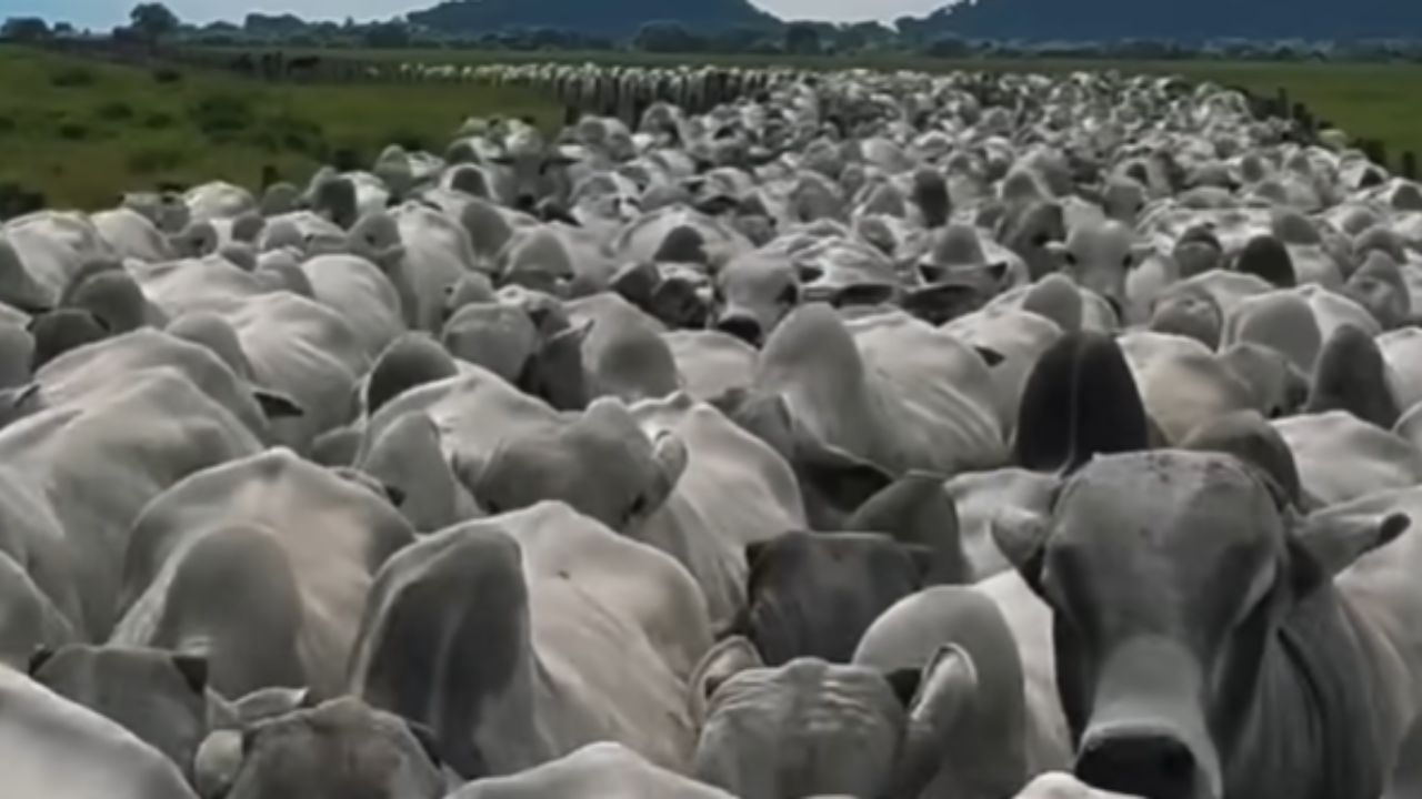 Brasil registra el mayor embarque de ganado del mundo: ganado vivo en el puerto de Santos, Boeing 747 y debate sobre el bienestar animal.