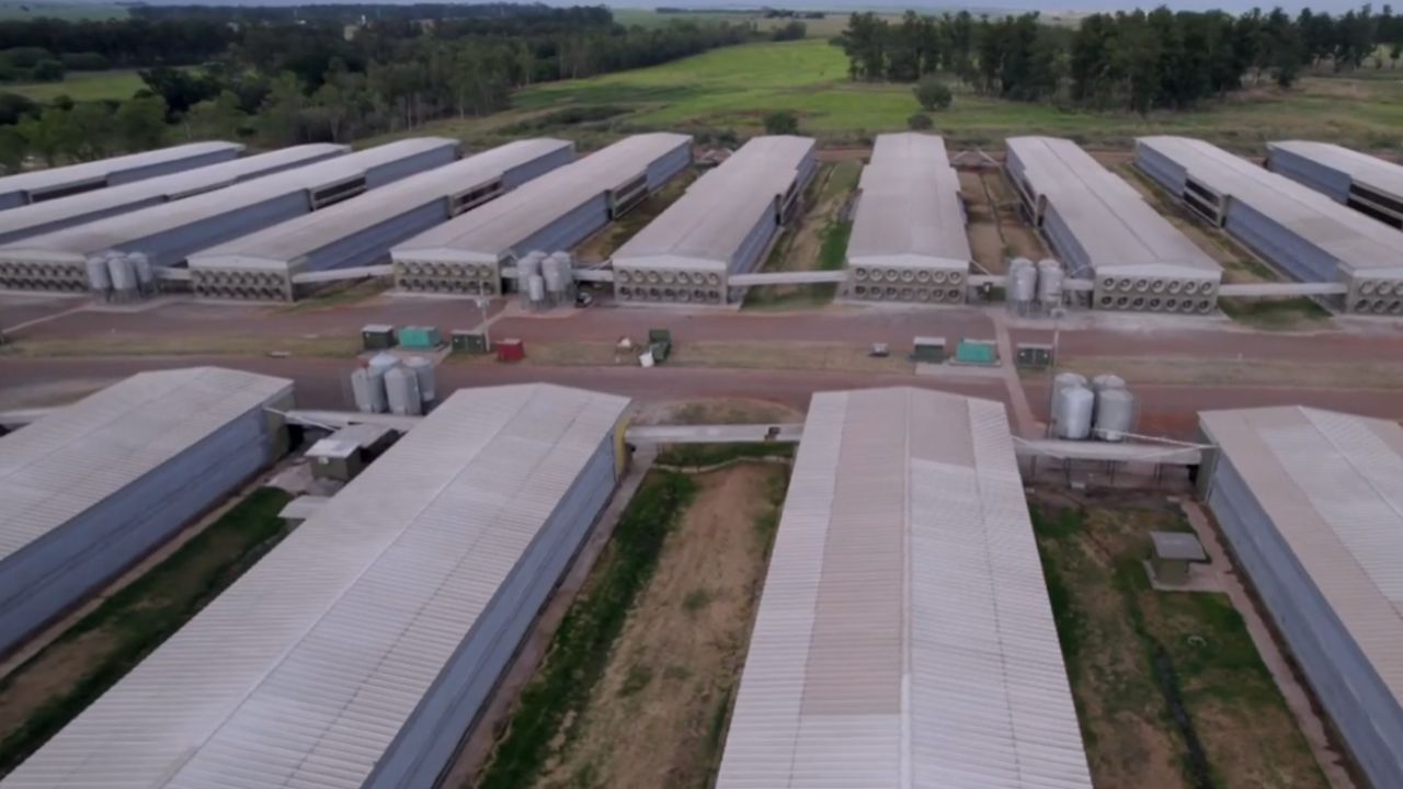 Granja Faria transforma dono de lavanderia em rei do ovo, lidera a produção de ovos, com produção de 16 milhões de ovos por dia e constrói um império de ovos.