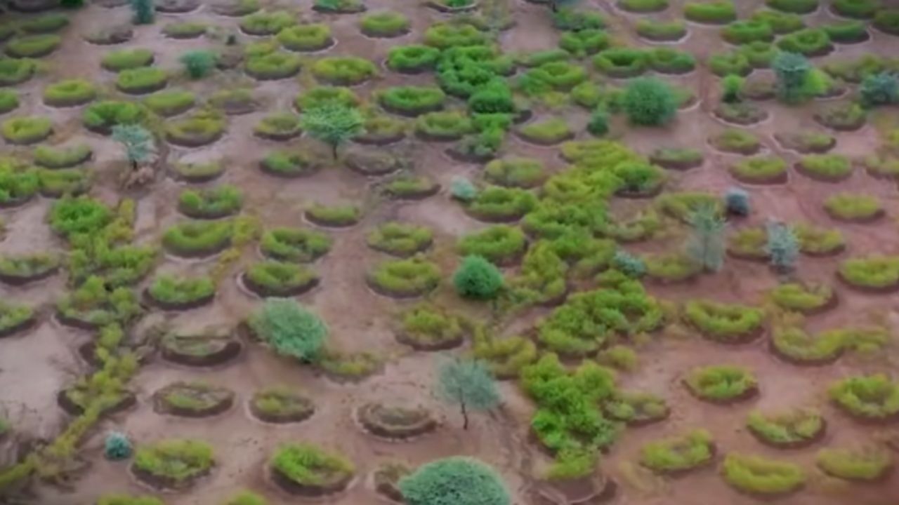 Huecos en forma de semicírculo hechos a mano en el desierto africano aceleran la regeneración del desierto y superan la Gran Muralla Verde en la lucha contra la desertificación