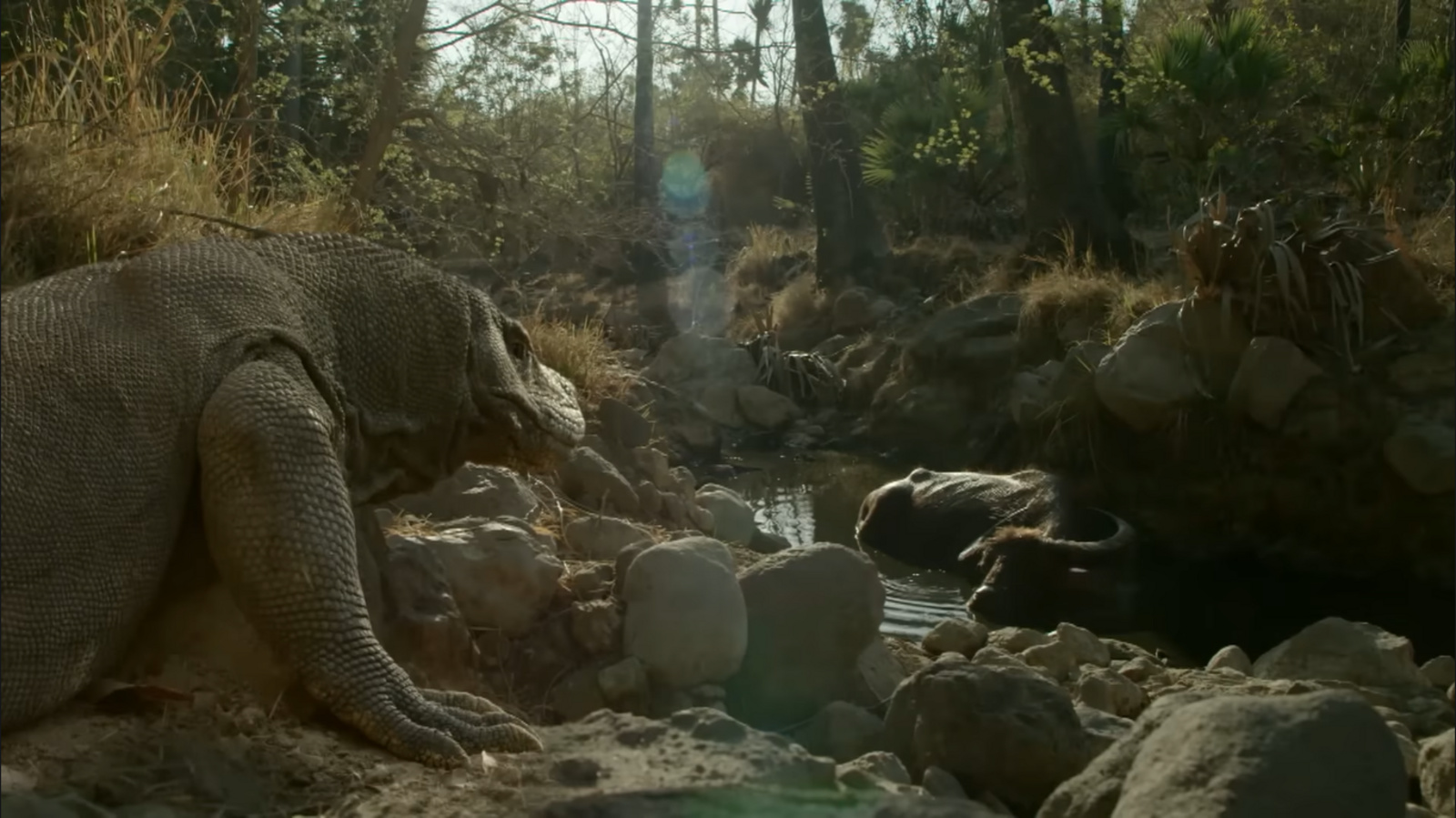 Dragões-de-komodo, Lagartos, maiores lagartos do mundo