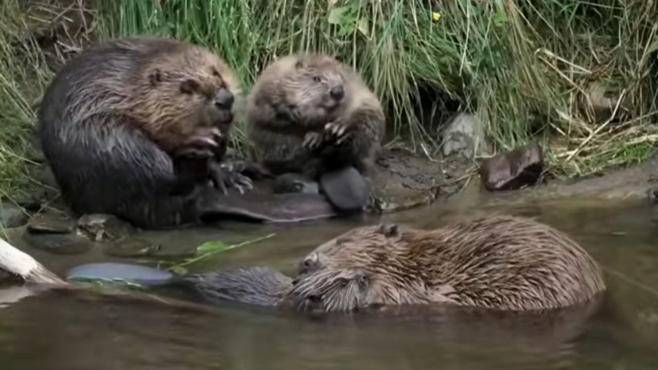 Castores y represas naturales recargan acuíferos, crean zonas húmedas y reducen incendios forestales. Vea cómo esto ayuda a ríos degradados.