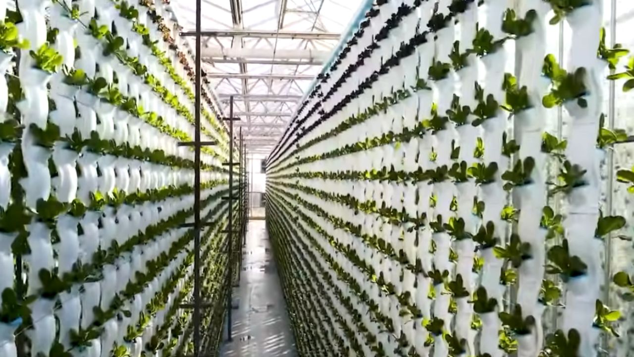 granja robótica y granja totalmente robótica: agricultura con IA, máquinas autónomas y sensores avanzados cambian siembra y ganado en China.