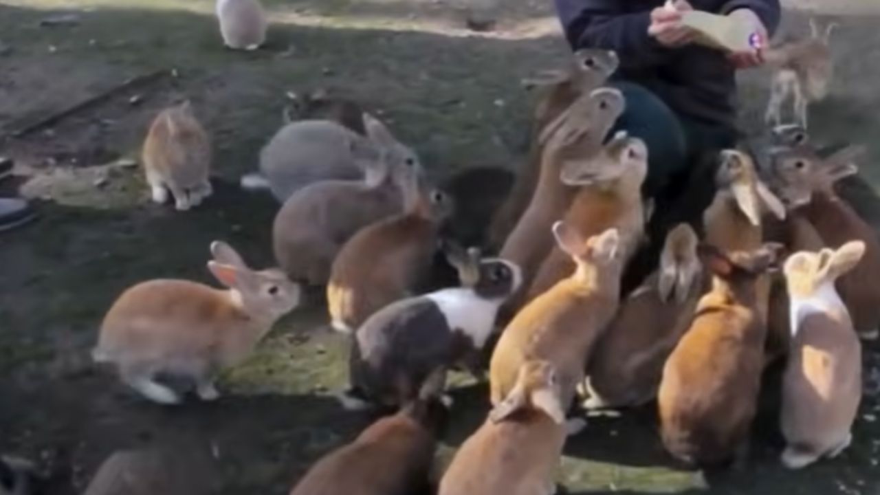 China usa 1,2 millones de conejos, árboles y energía solar para contener desertificación, transformar dunas en suelo fértil, generar miles de millones, recuperar agua subterránea