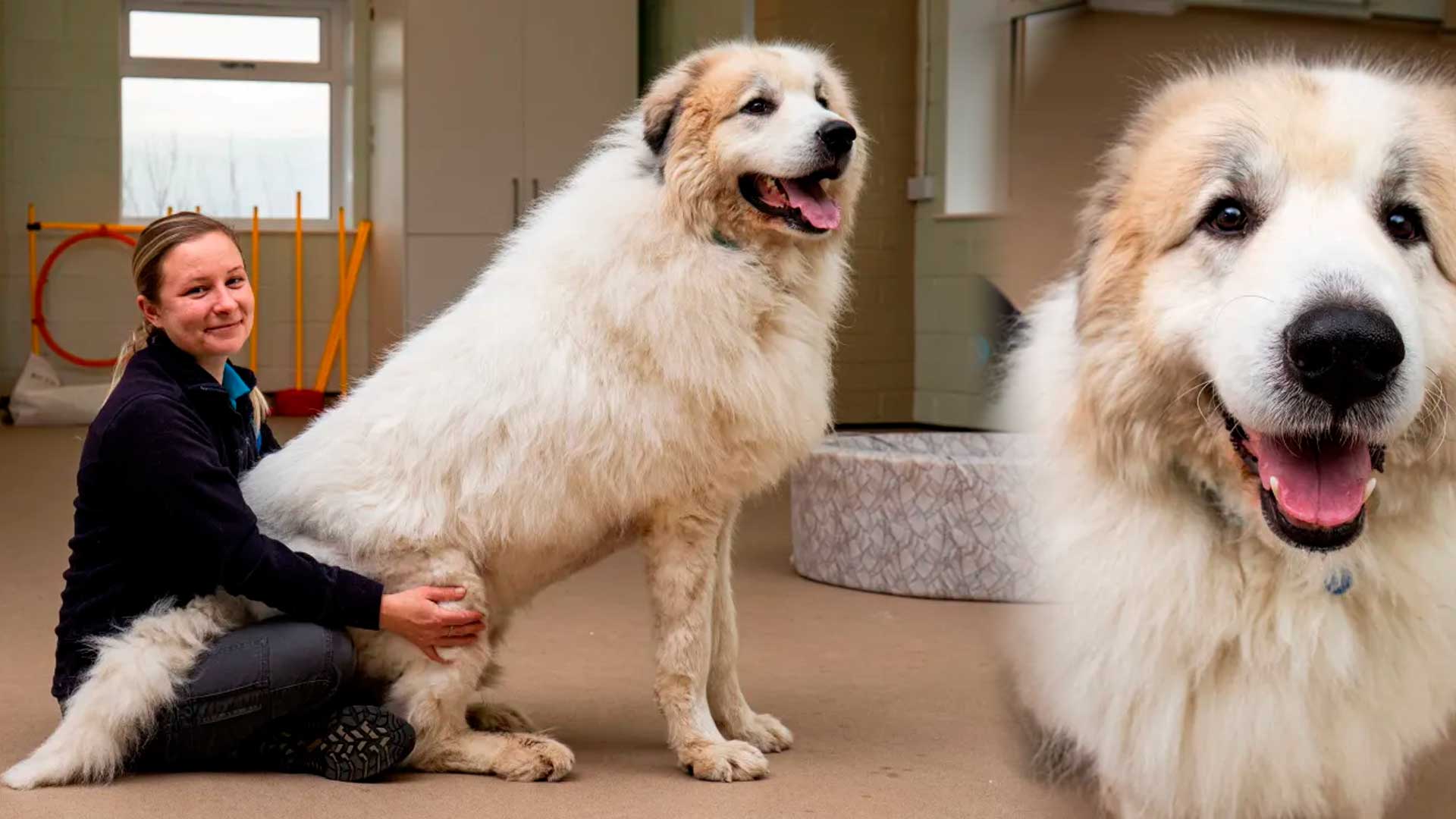 Com 1,8 metros, apetite de 1 kg de biscoitos por dia e pesando 66 kg, cachorro gigante de seis anos de idade busca novo lar após ser entregue pelos antigos tutores, que disseram não ter mais condições de cuidá-lo