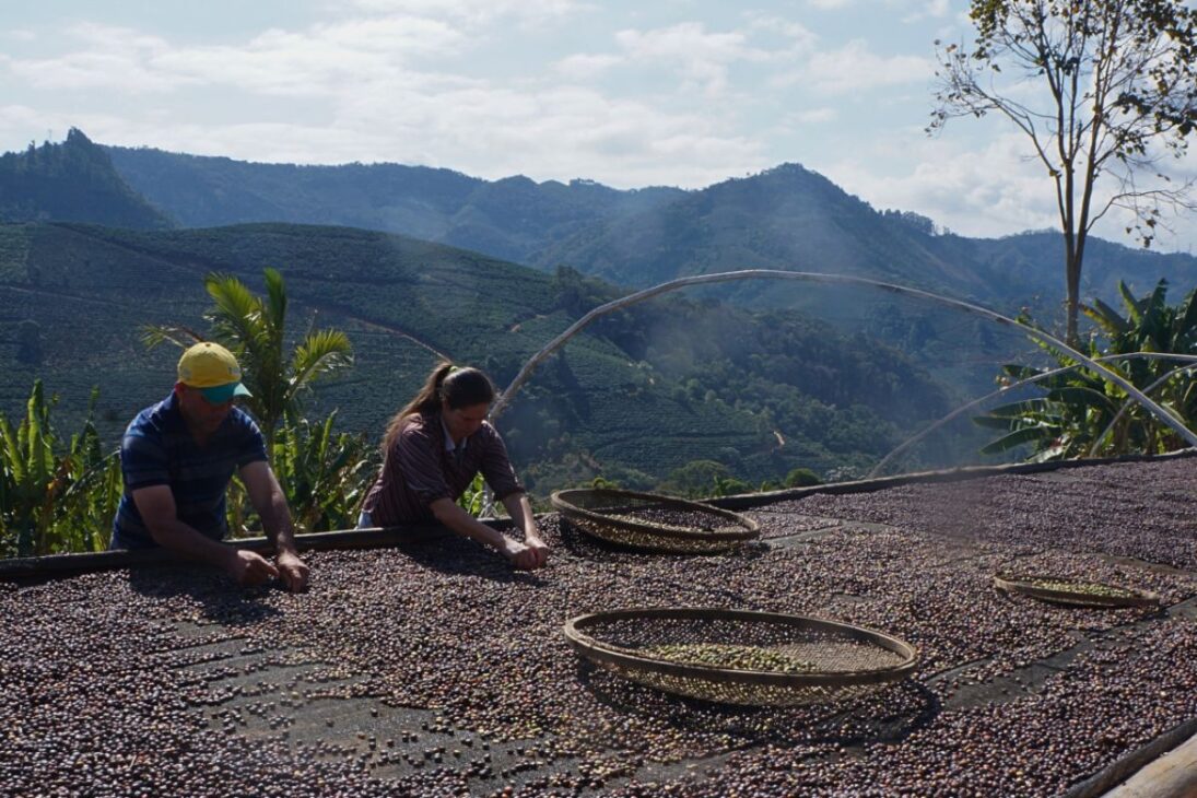 Nescafé soluble hecho de café concentrado y granos de café se convierte en café soluble y café instantáneo estable, con producción global y validez de 24 meses.