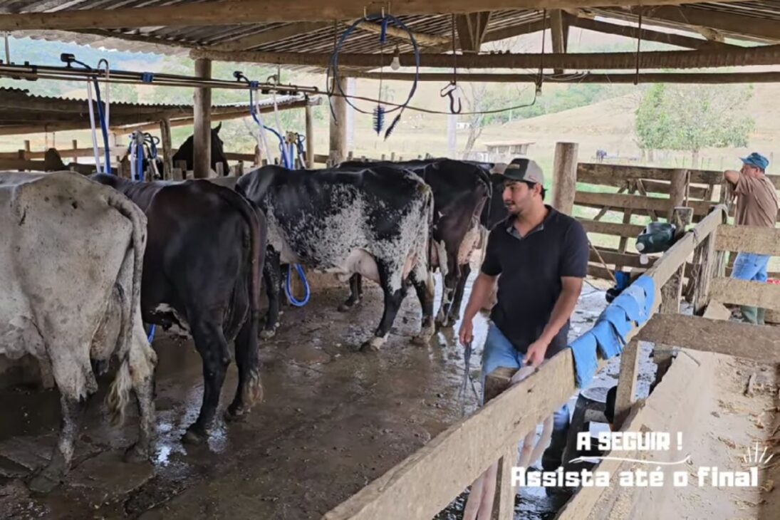 Joven Pecuarista De Paiva MG Apuesta En La Pecuaria Lechera Intensiva, Aumenta El Rebaño De Vacas De Alta Genética, Produce Mucha Leche Por Día Y Consolida Un Proyecto De Largo Plazo.