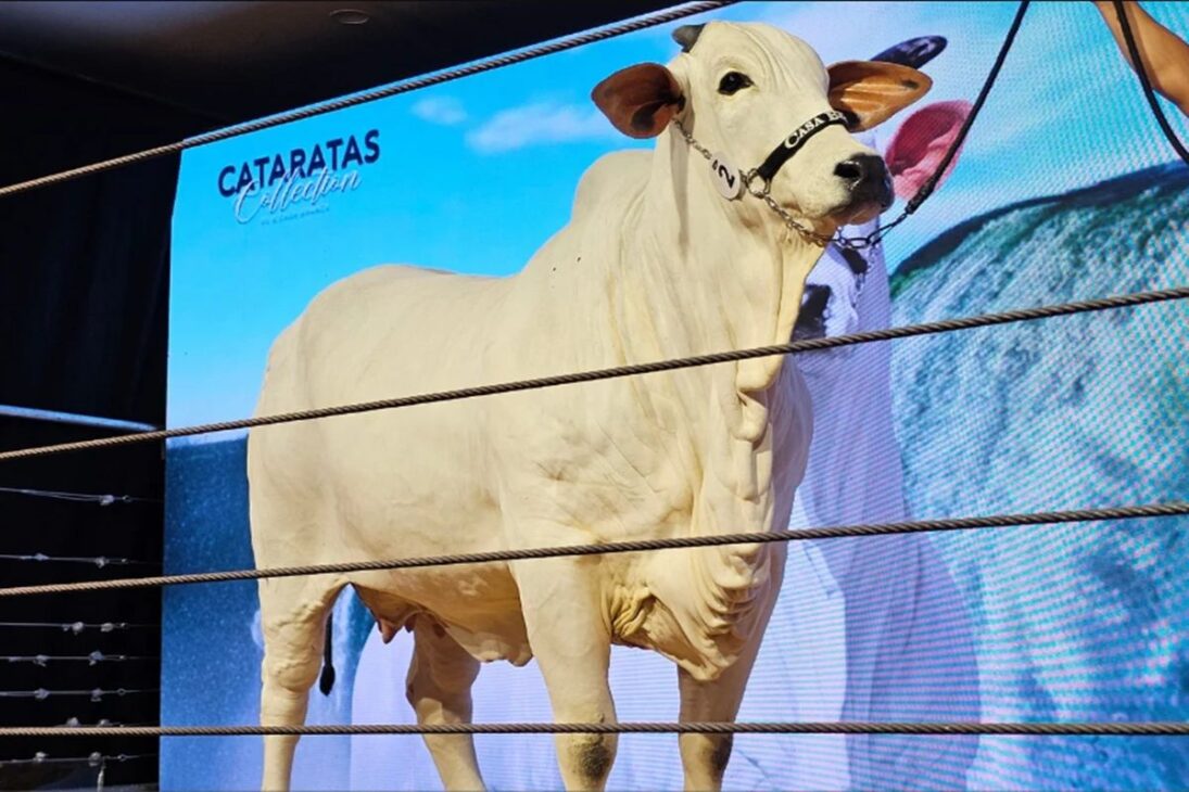Vaca paranaense Donna, la vaca millonaria que nació como vaca de Paraná de la raza nelore, atrae a Murilo Huff e inversores del agro en subastas millonarias de genética.
