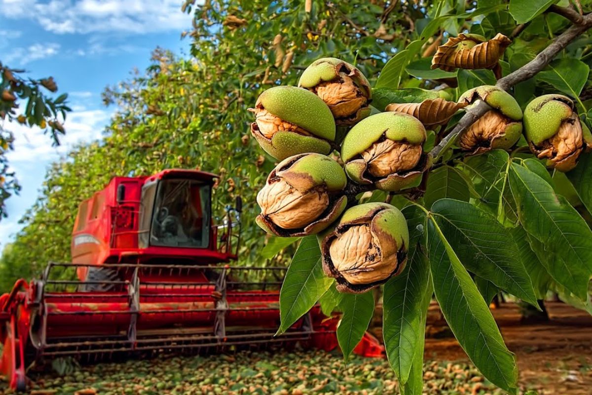 Veja como a indústria de nozes na Califórnia organiza a produção de nozes, da colheita de nozes ao processamento de nozes, levando nozes padronizadas ao mundo.
