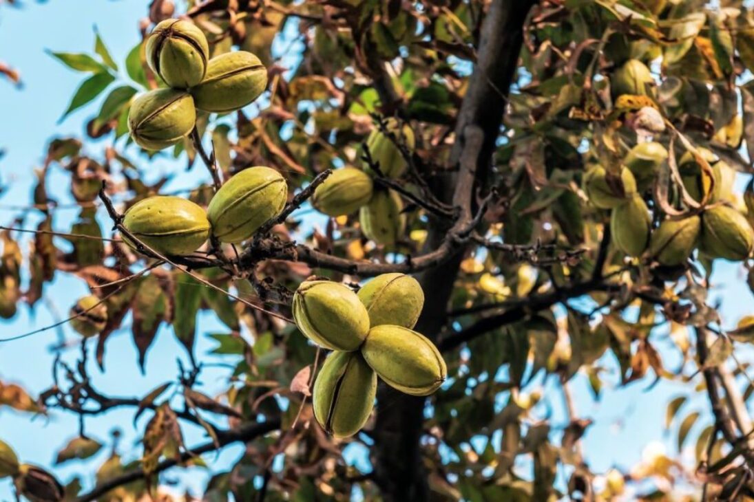 Ve cómo la industria de nueces en California organiza la producción de nueces, desde la cosecha de nueces hasta el procesamiento de nueces, llevando nueces estandarizadas al mundo.