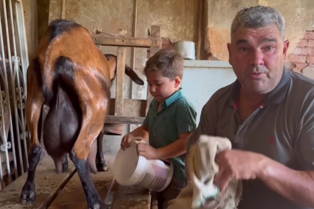 En la finca mineira, la leche de cabra de cabras lecheras y cabras rústicas salva vidas, valora la carne de cabrito y desafía el dominio de la leche de vaca en la familia.