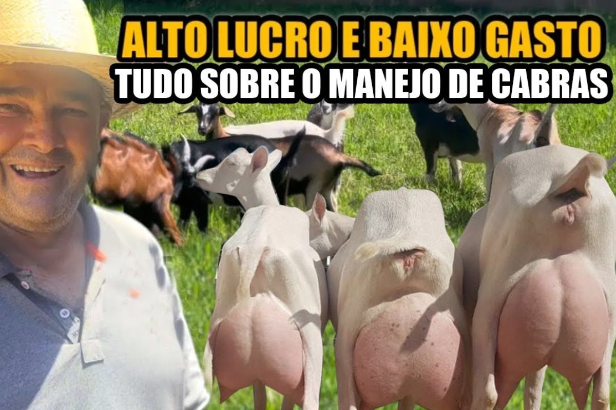 No sítio mineiro, leite de cabra de cabras leiteiras e cabras rústicas salva vidas, valoriza a carne de cabrito e desafia o domínio do leite de vaca na família.