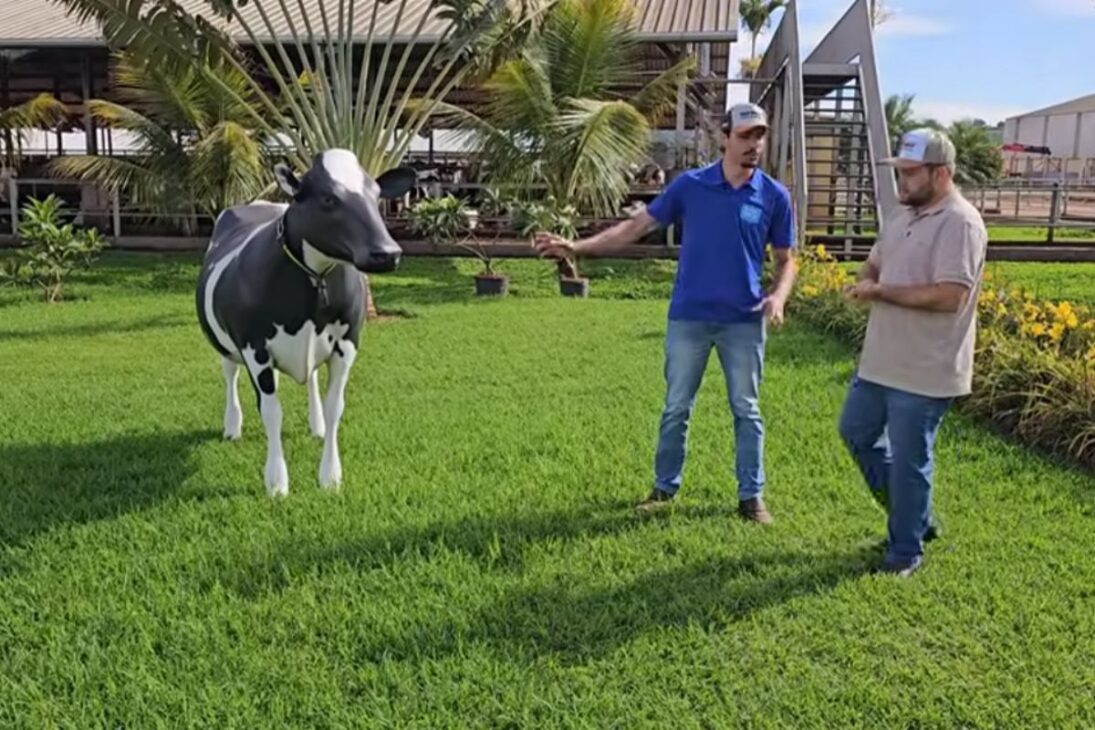 En La Granja Lechera Eudes Braga, Genética Holandesa En Sistema Compost Barn Transforman 9 Hectáreas En 16 Mil Litros Y Queso Minas Artesanal, Uniendo Productividad Y Alta Rentabilidad En El Campo.