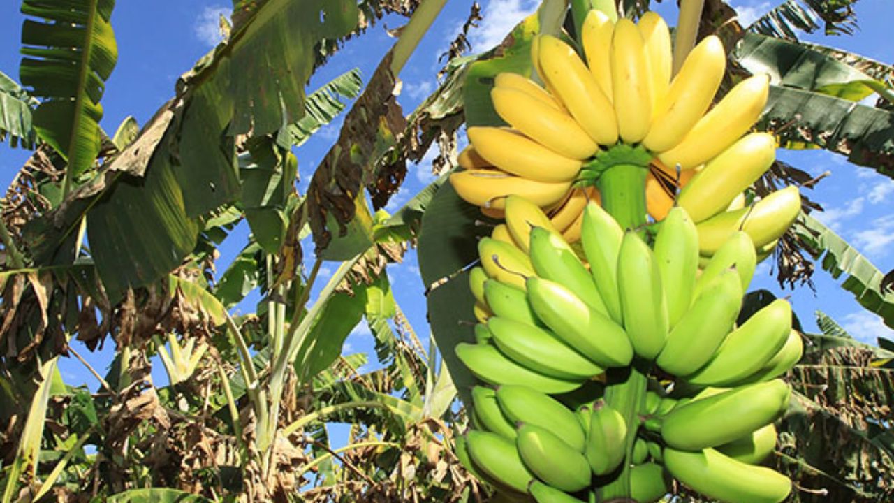 El Mayor Plantador de Plátano de Corupá Vive un Reinicio en los Estados Unidos, Cambia Plátano de Corupá por Tienda de Pisos y Hoy es Referente en Pisos en Massachusetts.
