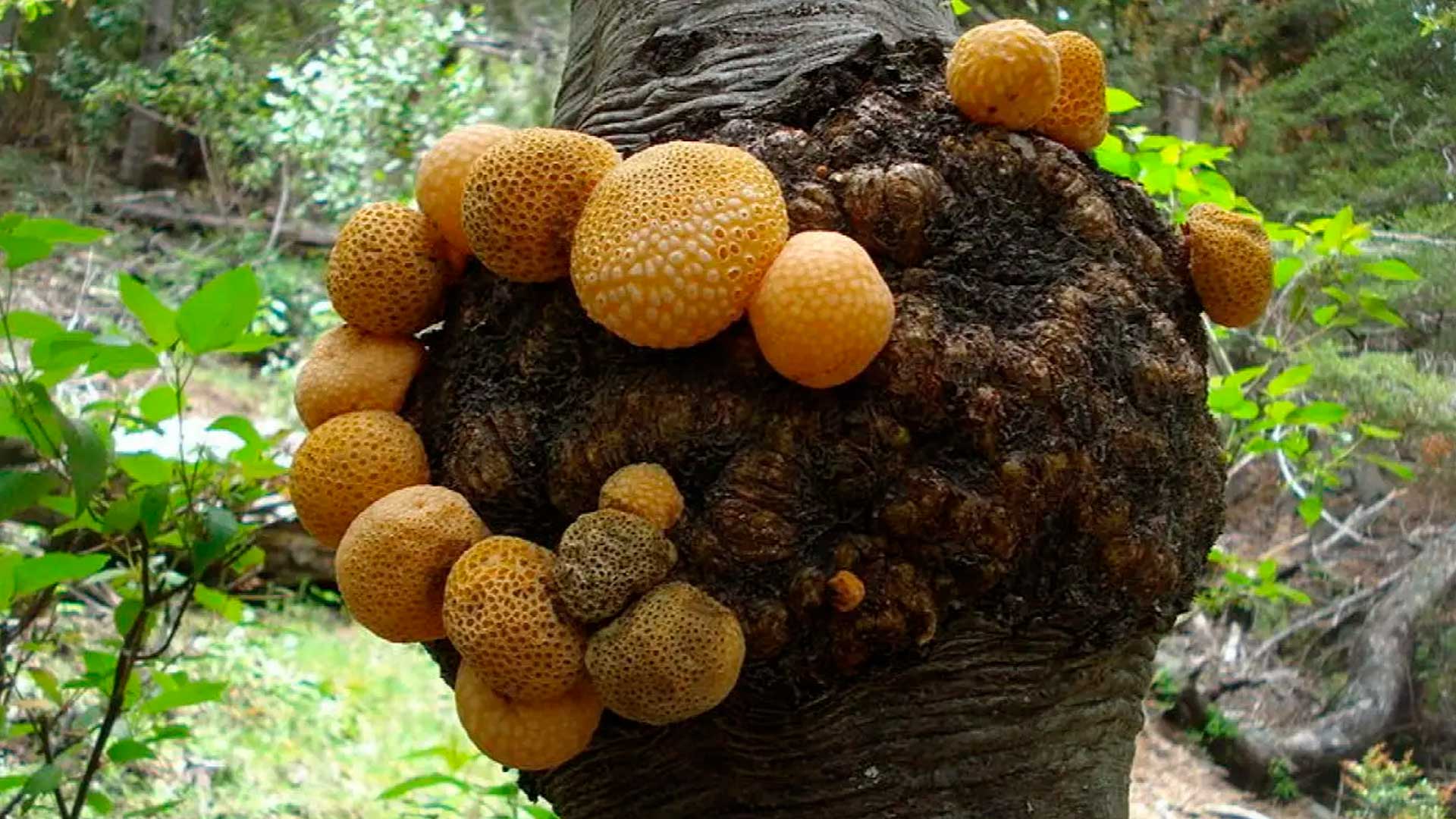 Descoberta inédita nas florestas de lenga identifica Cyttaria gamundiae e Cyttaria pumilionis, que pareciam o mesmo fungo por anos até a genética revelar as duas novas espécies