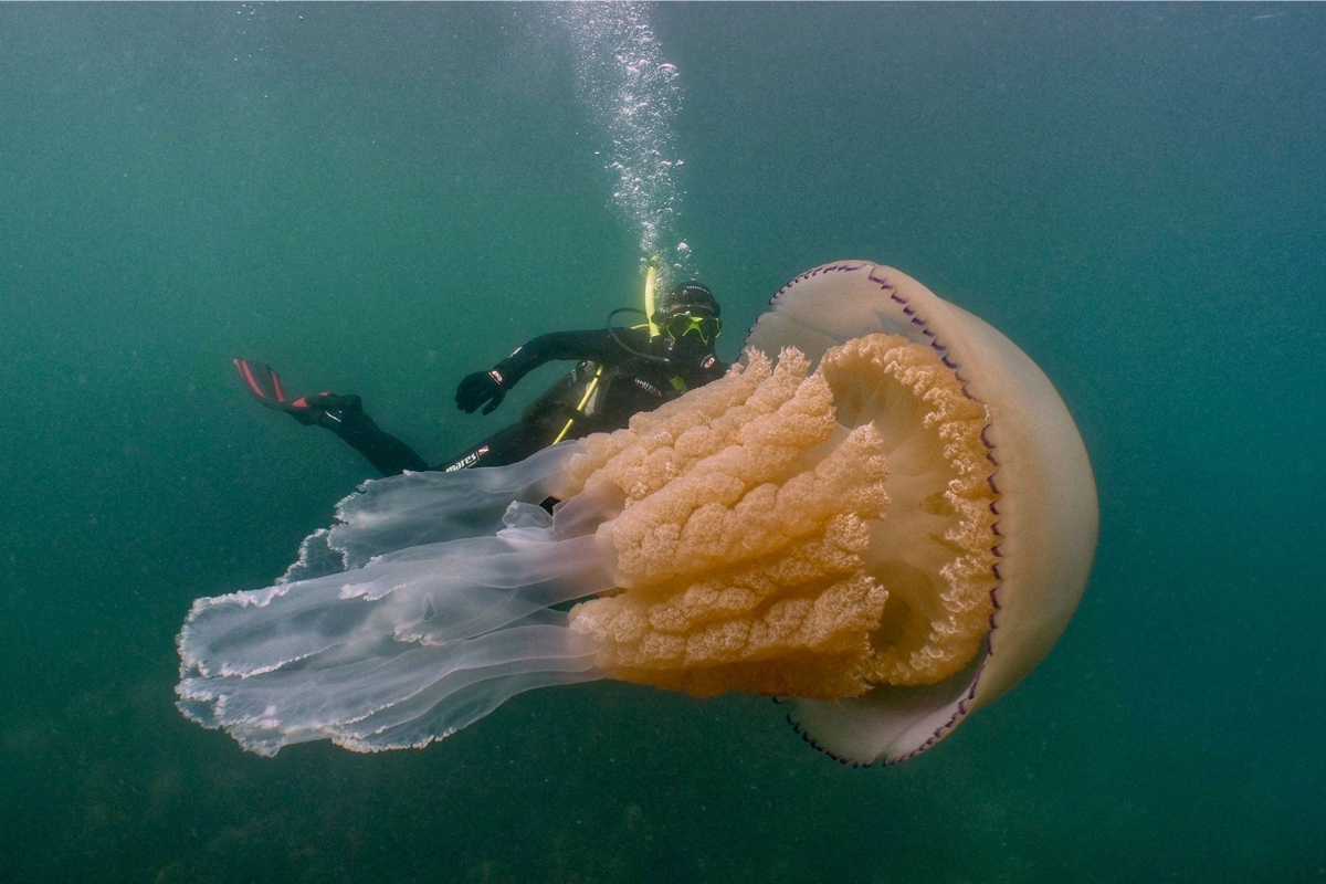 A medusa juba de leão virou referência mundial por um registro que impressiona até quem já conhece os extremos do oceano