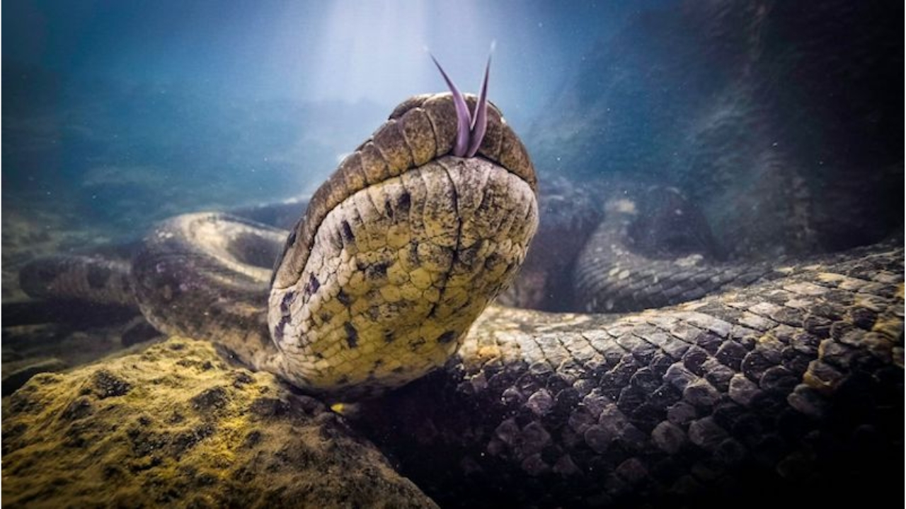Maior cobra do mundo ganha nova espécie de anaconda verde identificada na Amazônia