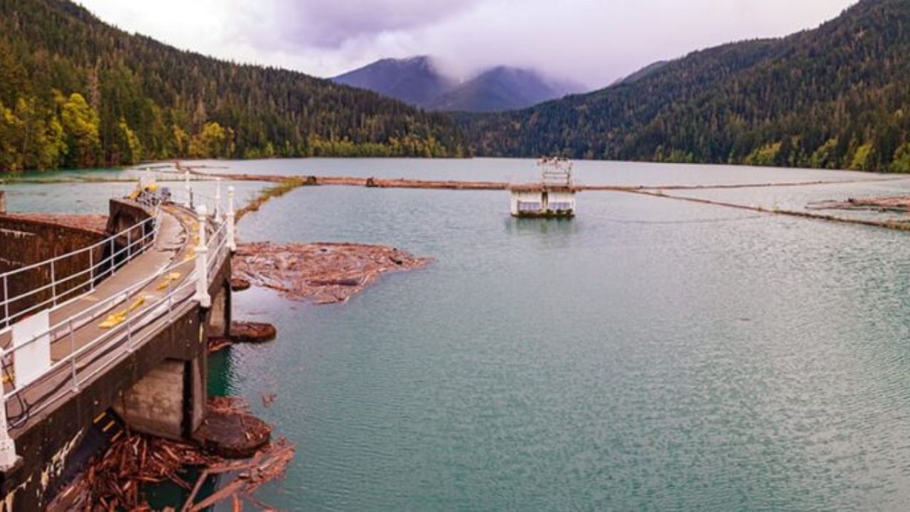 8 mil salmones y la eliminación de represas hacen que el río renazca: la tasa de retorno sube y la restauración ecológica reaviva la vida del río.