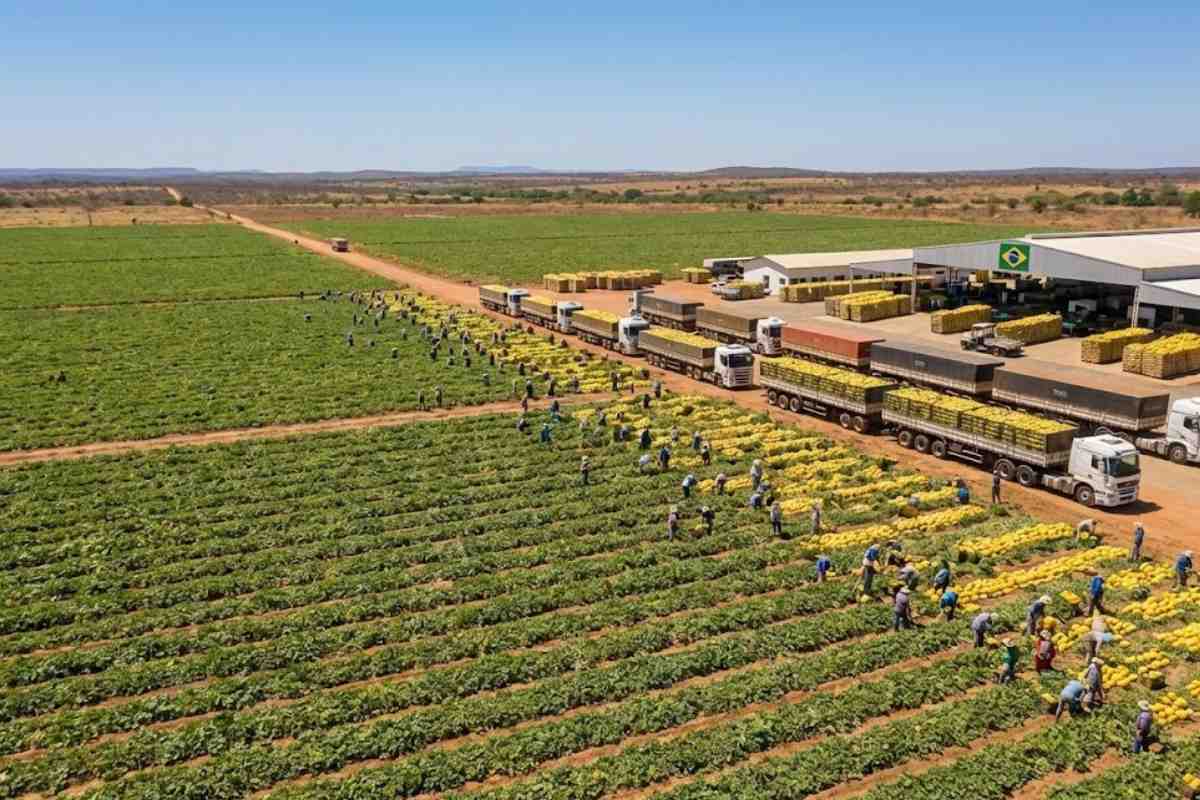 Maior fazenda de melões do Brasil da Agrícola Famosa lidera a produção de melões e exportação de frutas no Nordeste brasileiro com eficiência e escala.
