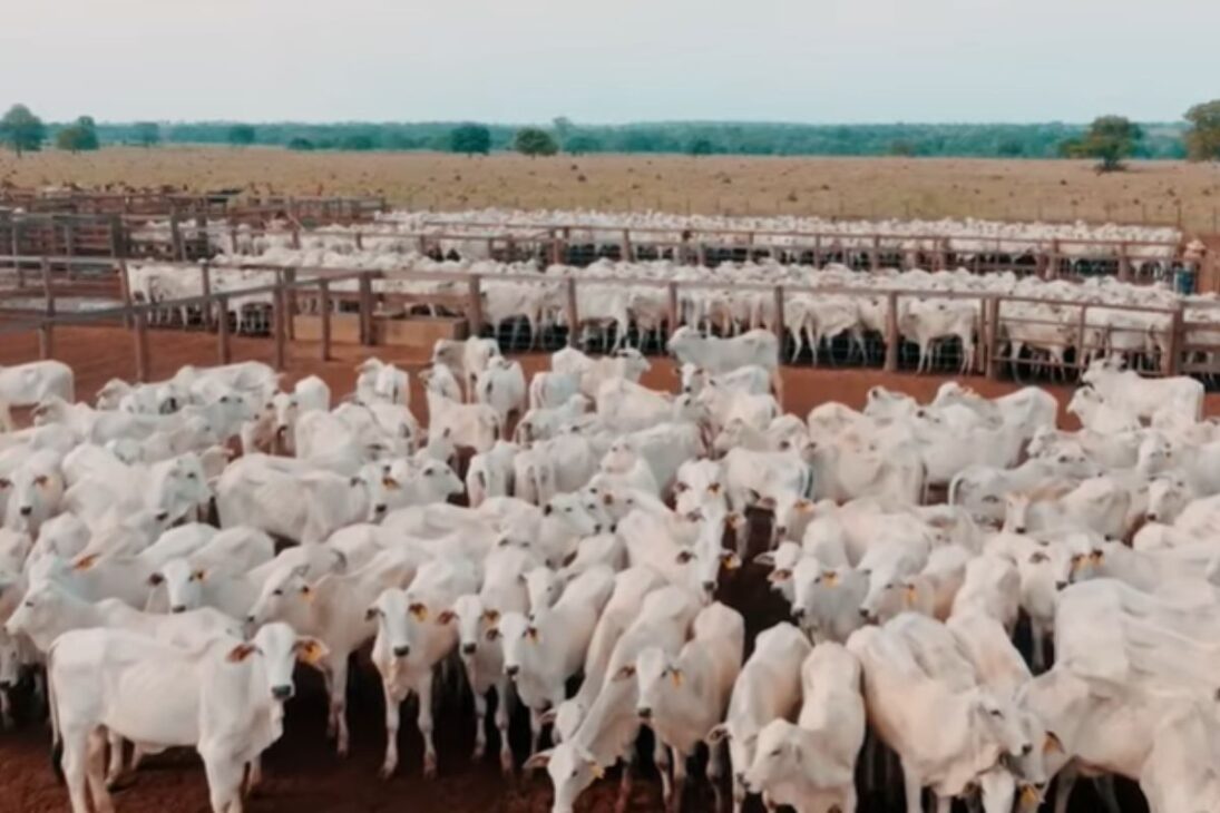 Conoce las grandes granjas Bitalo Station, Fazenda Itamarati, Nova Piratininga y São Marcelo negociadas por miles de millones en el agro brasileño.