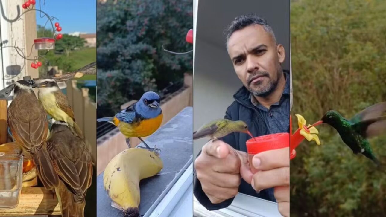Residente de Canoas crea café de la tarde para aves, atrae más de 10 especies y viraliza en redes sociales mientras especialistas advierten sobre cuidados esenciales.