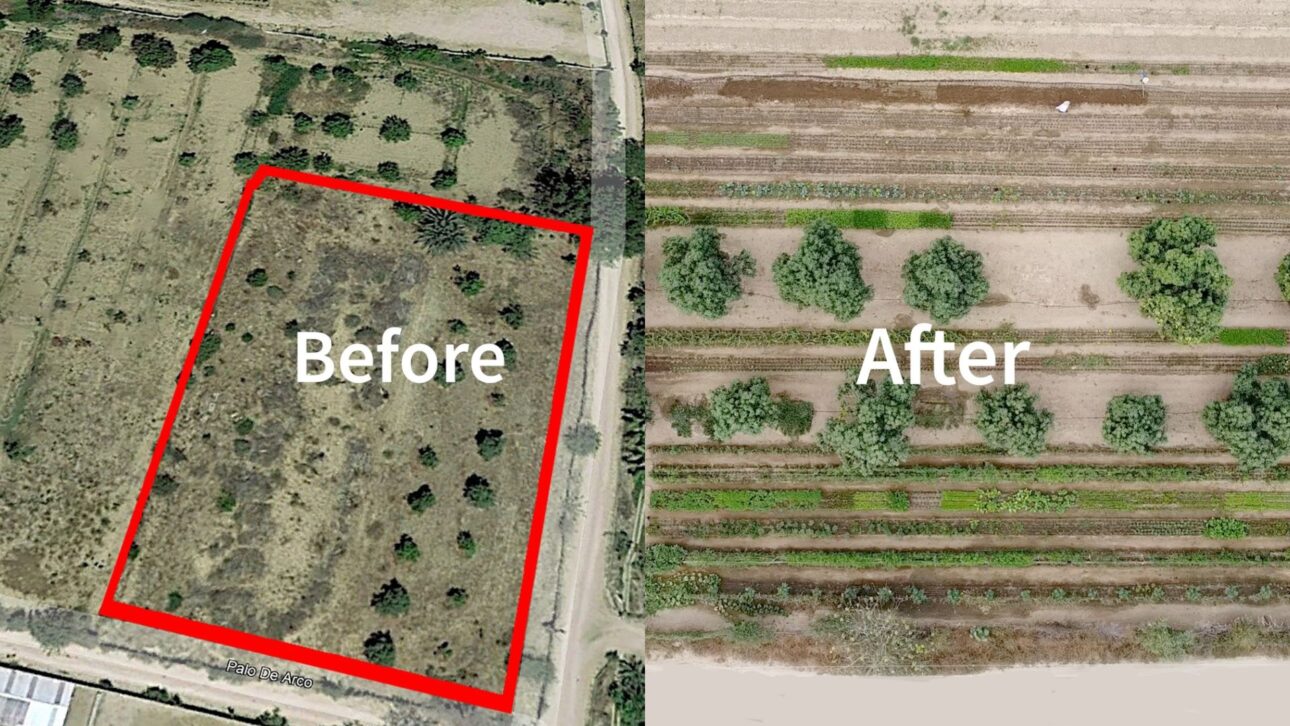 Agricultor transforma areia do deserto em solo fértil usando biochar, escavação profunda e manejo orgânico, produzindo 60 cultivos.