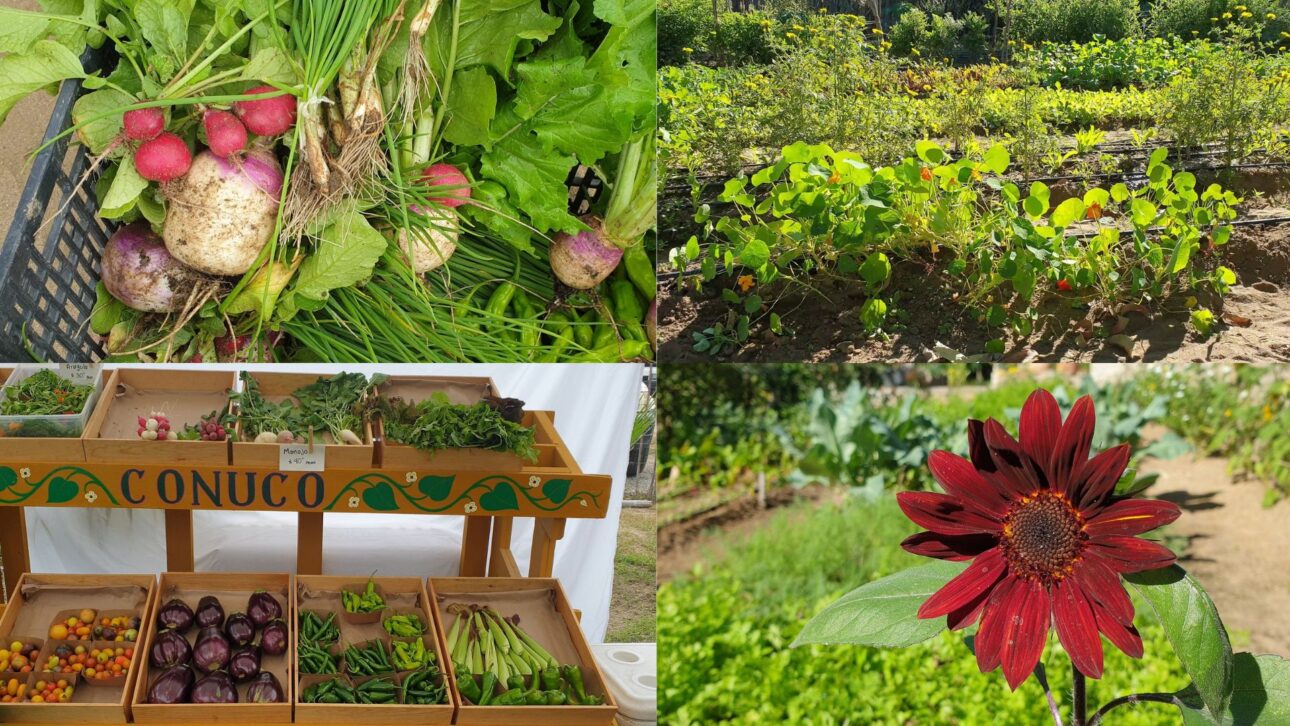 Agricultor transforma arena del desierto en suelo fértil usando biochar, excavación profunda y manejo orgánico, produciendo 60 cultivos.