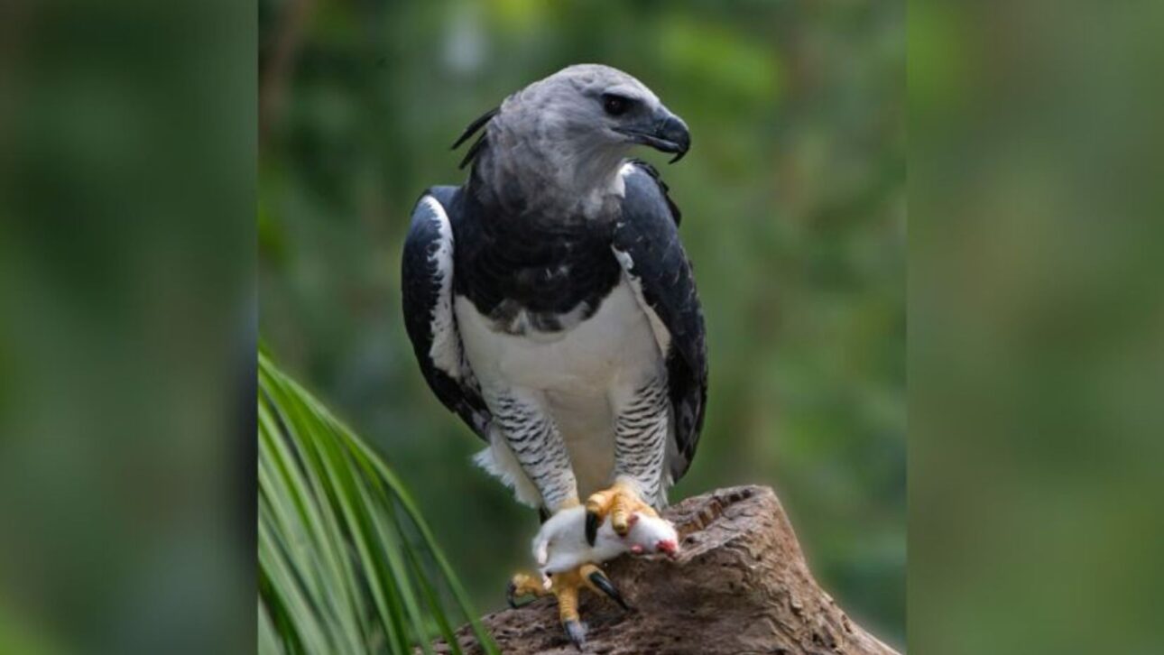 Registro raro del águila arpía en Argentina reaviva alertas sobre conservación forestal, conectividad de hábitats y riesgo a especies amenazadas.