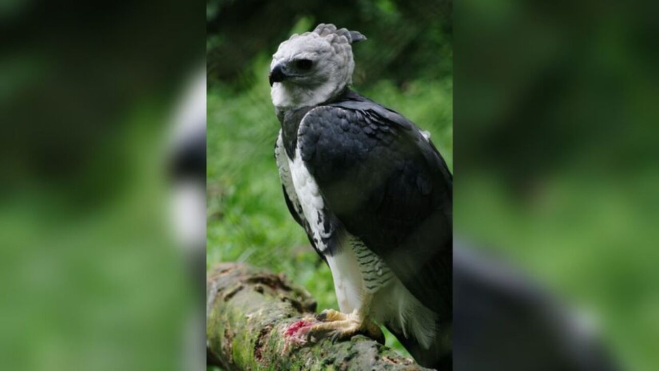 Registro raro del águila arpía en Argentina reaviva alertas sobre conservación forestal, conectividad de hábitats y riesgo a especies amenazadas.