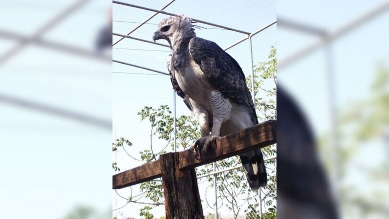 Registro raro del águila arpía en Argentina reaviva alertas sobre conservación forestal, conectividad de hábitats y riesgo a especies amenazadas.