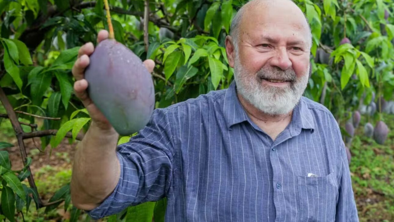 Paulo Dantas, de Agrodan; empresa produce en Pernambuco las variedades kent y keitt, además de la tommy y la palmer